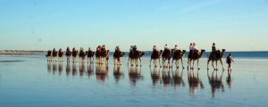 A camel train on Cable Bay beach