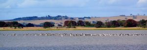 One of the two flocks of pelicans eating their way around Lake Colac