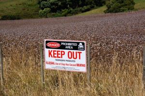 Tasmania's opium crop is well protected by signage and security staff